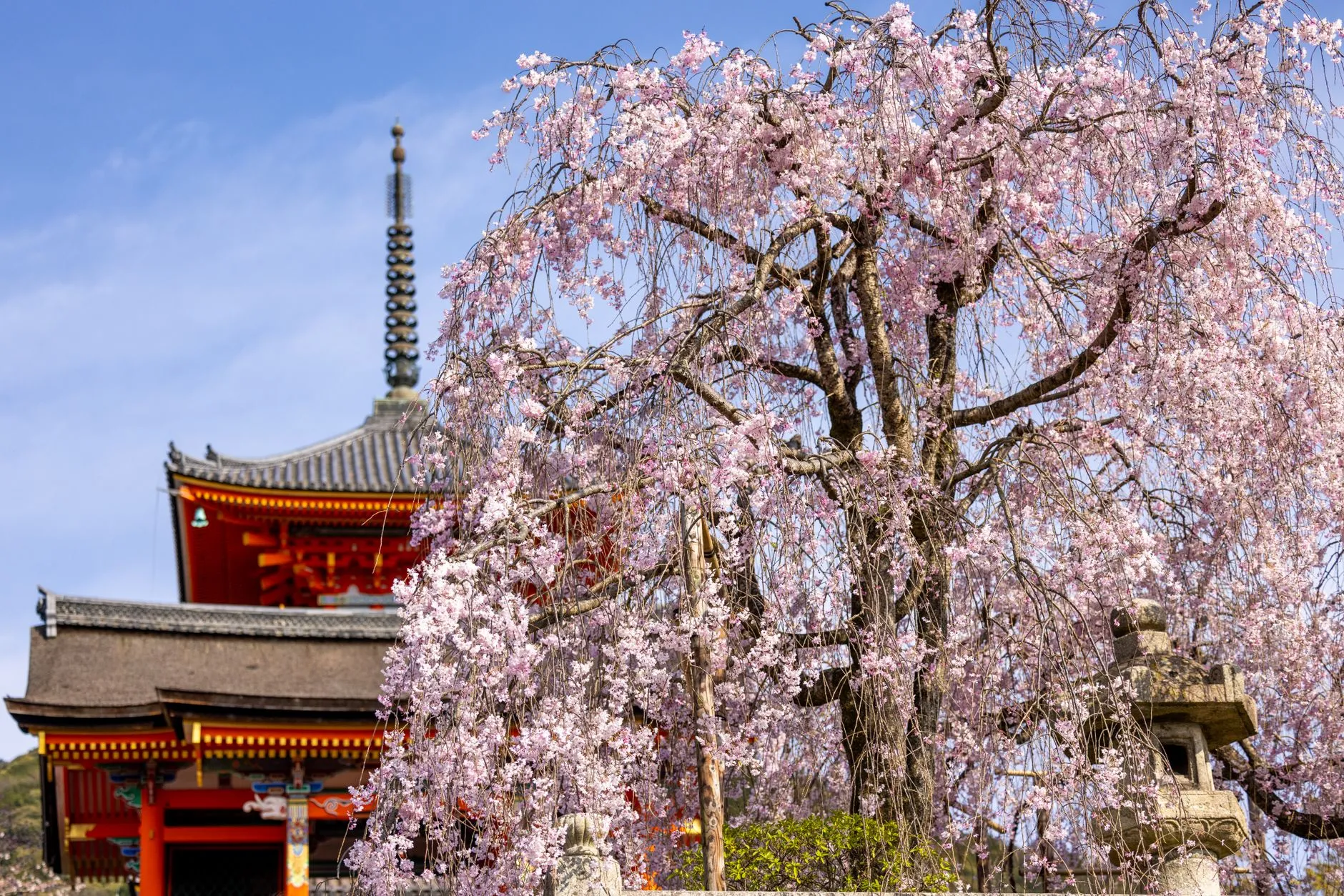 Cherry blossoms in front of a temple in Kyoto, Japan